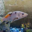 Aaron's avatar: a white and orange koi in an aquarium